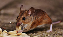 24 Hour & Emergency Exterminators in Morningglory, KY